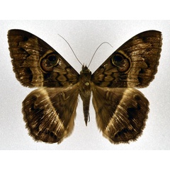 /filer/webapps/moths/media/images/M/magus_Cyligramma_A_NHMO.jpg
