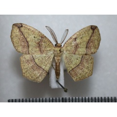 /filer/webapps/moths/media/images/F/fimosa_Epigynopteryx_A_Revell.jpg