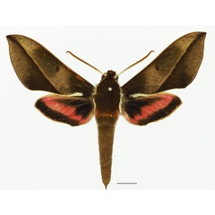 /filer/webapps/moths/media/images/U/usambarensis_Chaerocina_AM_Basquin_02a.jpg