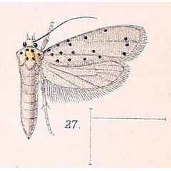 /filer/webapps/moths/media/images/P/puncticornis_Yponomeuta_HT_Walsingham_1891_4-27.jpg