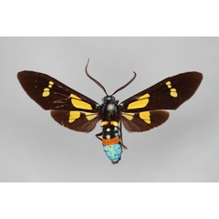 /filer/webapps/moths/media/images/L/leonis_Euchromia_HT_BMNH.jpg
