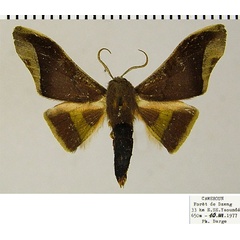 /filer/webapps/moths/media/images/P/peregrinus_Plegapteryx_AM_ZSMa.jpg