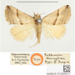 /filer/webapps/moths/media/images/M/mesophaea_Eublemma_HT_BMNH.jpg