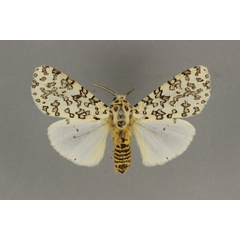 /filer/webapps/moths/media/images/R/rattrayi_Alpenus_AM_BMNH_02.jpg