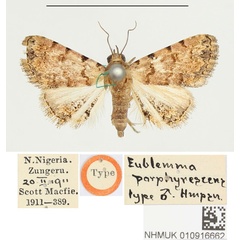 /filer/webapps/moths/media/images/P/porphyrescens_Eublemma_HT_BMNH.jpg