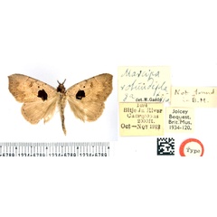/filer/webapps/moths/media/images/R/rotundiplaga_Marcipa_HT_BMNH.jpg