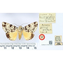 /filer/webapps/moths/media/images/J/joiceyi_Achaea_HT_BMNH.jpg