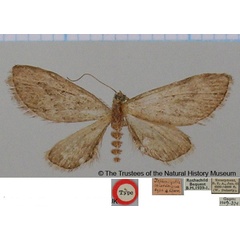 /filer/webapps/moths/media/images/C/celatisigna_Tephroclystia_HT_BMNH.jpg