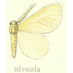 /filer/webapps/moths/media/images/N/niveola_Marblepsis_HT_Hering_21d.jpg