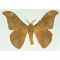 /filer/webapps/moths/media/images/R/rougeoti_Orthogonioptilum_AM_Basquin.jpg