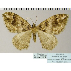 /filer/webapps/moths/media/images/D/deplanata_Mimoclystia_AM_ZSMa.jpg