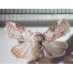 /filer/webapps/moths/media/images/M/mauritia_Nycteola_AM_Bippus.jpg