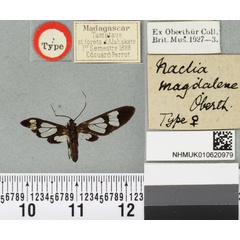 /filer/webapps/moths/media/images/M/magdalene_Naclia_LT_BMNHa.jpg