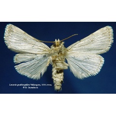 /filer/webapps/moths/media/images/Q/quadricuspidata_Leucania_HT_SNHMb.jpg