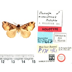 /filer/webapps/moths/media/images/A/amaniensis_Marcipa_HT_BMNH.jpg