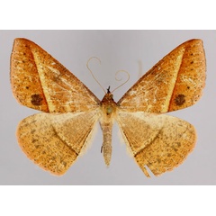 /filer/webapps/moths/media/images/P/puengeleri_Conolophia_A_ZSM_01.jpg