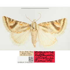 /filer/webapps/moths/media/images/K/kettlewelli_Eublemma_PTM_BMNH.jpg