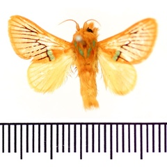 /filer/webapps/moths/media/images/O/ochsei_Delorachis_PTM_BMNH.jpg
