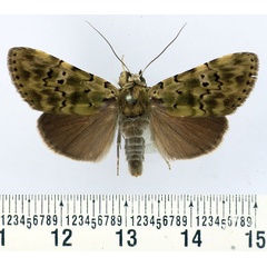 /filer/webapps/moths/media/images/M/mollis_Eudrapa_AM_BMNH.jpg