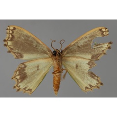 /filer/webapps/moths/media/images/V/vegeta_Bathycolpodes_A_ZSM_02.jpg