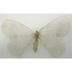 /filer/webapps/moths/media/images/P/peropalinus_Phasicnencus_HT_NHMUKb.jpg