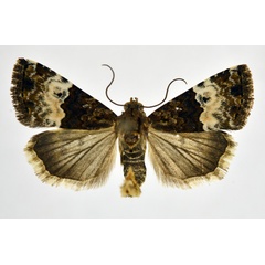 /filer/webapps/moths/media/images/D/decissima_Aconzarba_AM_NHMO.jpg