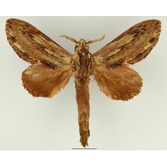 /filer/webapps/moths/media/images/L/lanceolata_Filiola_AM_Basquin_02.jpg