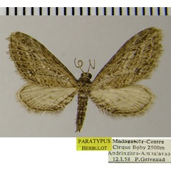 /filer/webapps/moths/media/images/P/pseudexheres_Eupithecia_PTF_ZSM.jpg