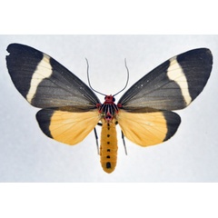/filer/webapps/moths/media/images/P/phileta_Caryatis_AF_NHMO.jpg
