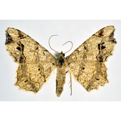 /filer/webapps/moths/media/images/N/natalensis_Chiasmia_AF_NHMO.jpg