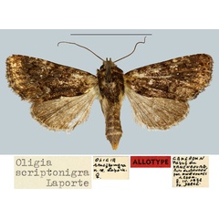 /filer/webapps/moths/media/images/S/scriptonigra_Oligia_AT_MNHN.jpg