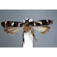 /filer/webapps/moths/media/images/P/piceicoma_Platyedra_HT_BMNH.jpg