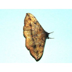 /filer/webapps/moths/media/images/R/rubricans_Anticarsia_A_Goff_02.jpg