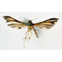 /filer/webapps/moths/media/images/P/prolai_Walsinghamiella_A_NHMO.jpg