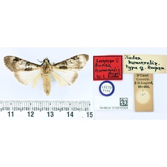 /filer/webapps/moths/media/images/H/humeralis_Audea_LT_BMNH.jpg