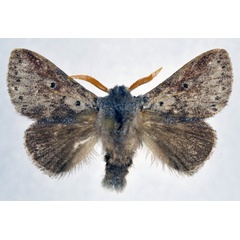 /filer/webapps/moths/media/images/T/tangani_Haplopacha_AM_NHMO.jpg