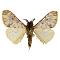 /filer/webapps/moths/media/images/R/rubripunctata_Rhypopteryx_AM_ZMJU.jpg