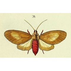 /filer/webapps/moths/media/images/M/mauritia_Amerila_Cramer4_345_B.jpg