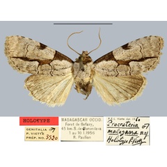 /filer/webapps/moths/media/images/M/malagassa_Procrateria_HT_MNHN.jpg