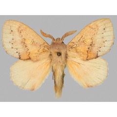 /filer/webapps/moths/media/images/E/evani_Chryseacampa_HT_USTTB.jpg