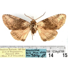 /filer/webapps/moths/media/images/P/perineti_Pseudotolna_AM_BMNH.jpg