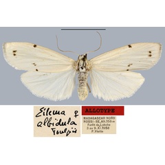 /filer/webapps/moths/media/images/A/albidula_Eilema_AT_MNHN.jpg