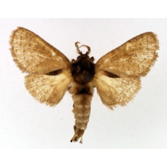 /filer/webapps/moths/media/images/C/castanea_Lebedodes_AM_TMSA_01.jpg