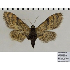 /filer/webapps/moths/media/images/D/dhofarica_Idaea_AF_ZSM.jpg