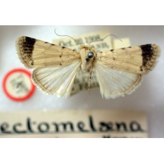 /filer/webapps/moths/media/images/E/ectomelaena_Athetis_HT_BMNH.jpg