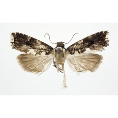 /filer/webapps/moths/media/images/D/deltozyga_Dracontogena_AM_KSund_01.jpg