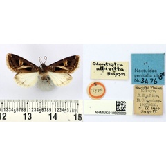 /filer/webapps/moths/media/images/A/albivitta_Odontestra_HT_BMNH.jpg