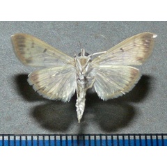 /filer/webapps/moths/media/images/D/diniasalis_Botyodes_A_Goffb_01.jpg