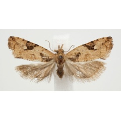/filer/webapps/moths/media/images/D/deltophora_Paraeccopsis_AF_BMNH.jpg