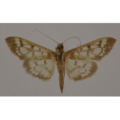 /filer/webapps/moths/media/images/R/rogationis_Syllepte_HT_BMNH.jpg